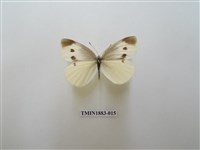 藏品(白粉蝶)的圖片